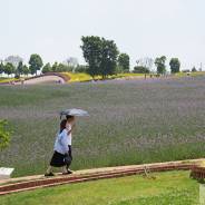 弥勒东方韵：滇中“普罗旺斯”的生态美学与人文交响